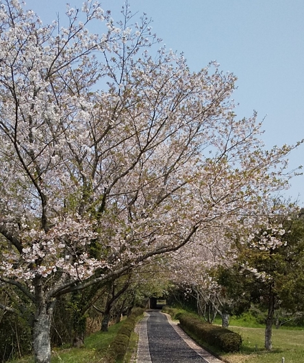DSC_0103sakura.jpg